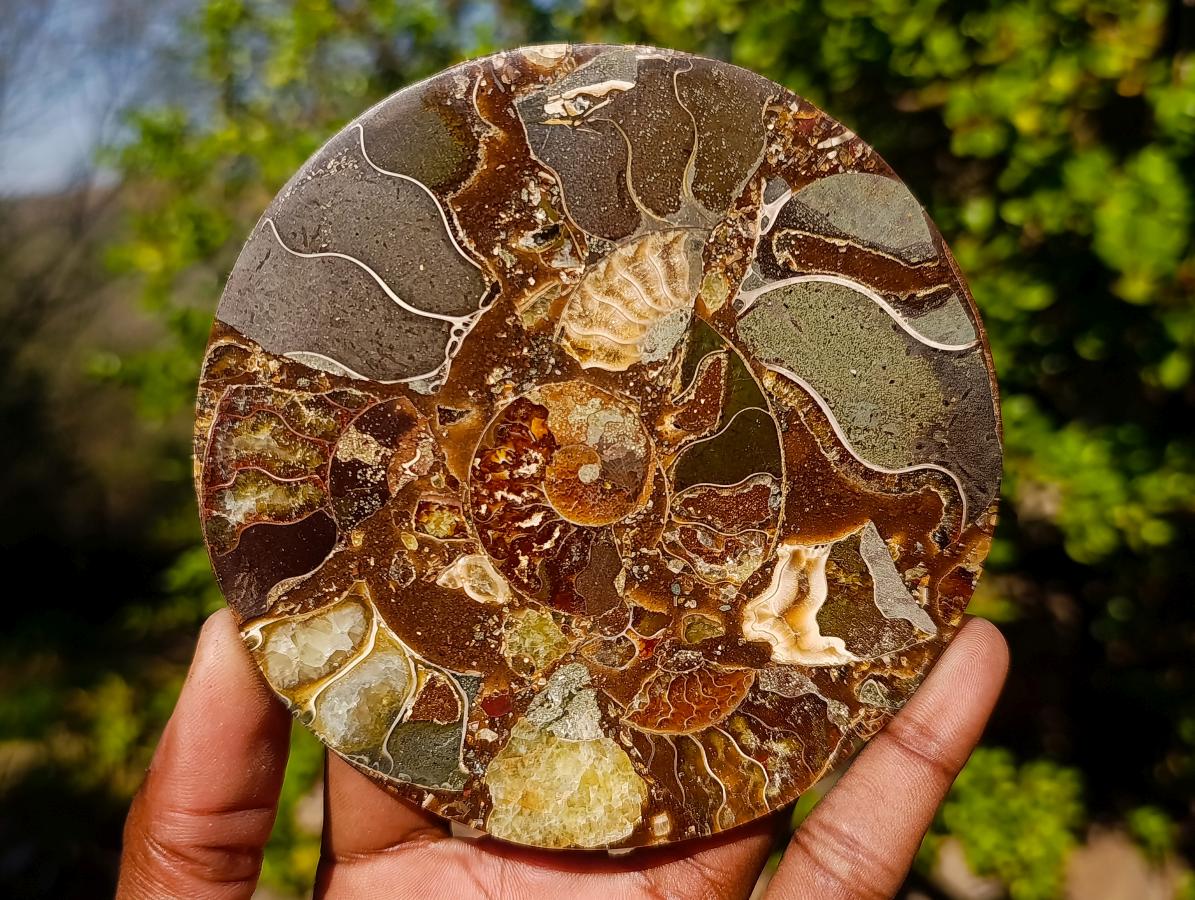 Hand Made Ammonite Conglomerate Table Coasters x 6 From Mahajanga, Madagascar - Toprock Gemstones and Minerals 