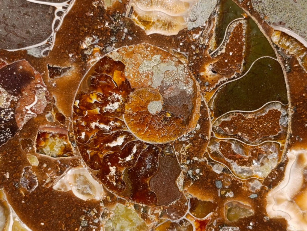 Hand Made Ammonite Conglomerate Table Coasters x 6 From Mahajanga, Madagascar - Toprock Gemstones and Minerals 