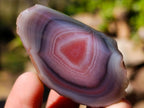 Polished One Side Red Shashe River Agate Nodules x 35 From Shashe River, Zimbabwe - Toprock Gemstones and Minerals 