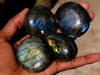 Polished Labradorite Palm Stones x 20 From Madagascar - Toprock Gemstones and Minerals 