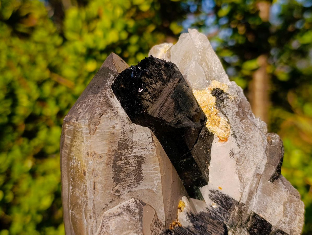 Natural Large Smokey Quartz Twin Crystal with Black Tourmaline x 1 From Erongo, Namibia - Toprock Gemstones and Minerals 