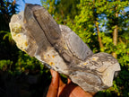 Natural Large Smokey Quartz Twin Crystal with Black Tourmaline x 1 From Erongo, Namibia - Toprock Gemstones and Minerals 