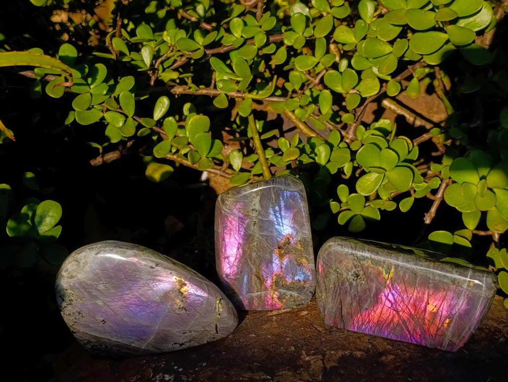 Polished Sunset Flash Labradorite Standing Display Pieces x 3 From Madagascar