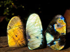Polished Labradorite Standing Display Pieces x 12 From Madagascar - Toprock Gemstones and Minerals 
