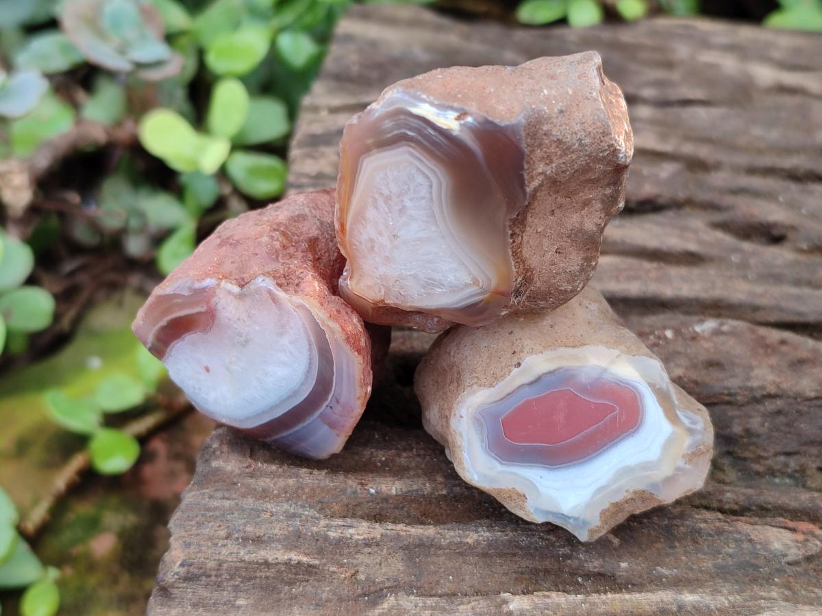 Polished One Side Red Shashe River Agate Nodules x 35 From Shashe River, Zimbabwe