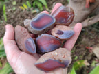 Polished One Side Red Shashe River Agate Nodules x 35 From Shashe River, Zimbabwe