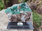 Natural Ball Malachite Specimens on Dolomite Matrix x 2 From Mindingi Mine, Kambove, Congo