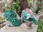 Natural Ball Malachite Specimens on Dolomite Matrix x 2 From Mindingi Mine, Kambove, Congo