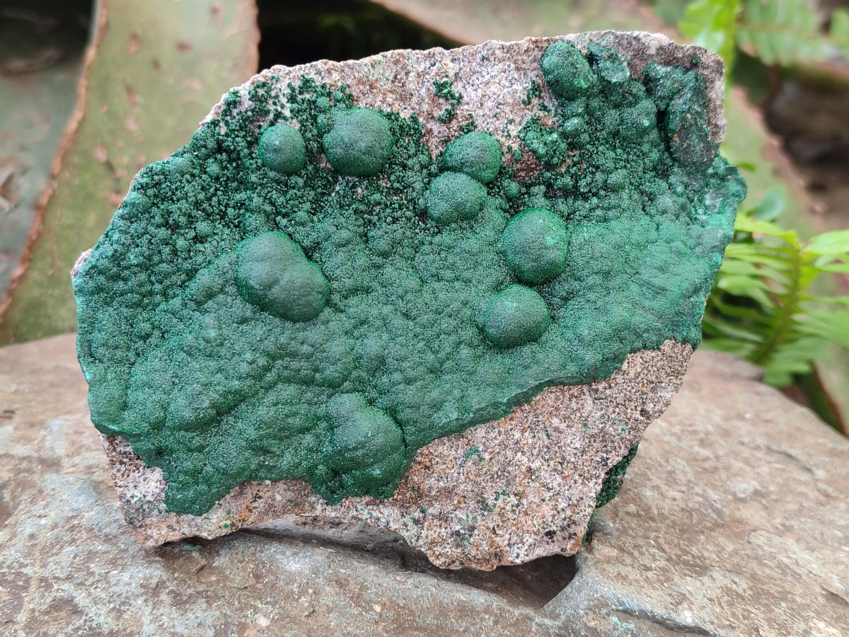 Natural Ball Malachite Specimens on Dolomite Matrix x 2 From Mindingi Mine, Kambove, Congo