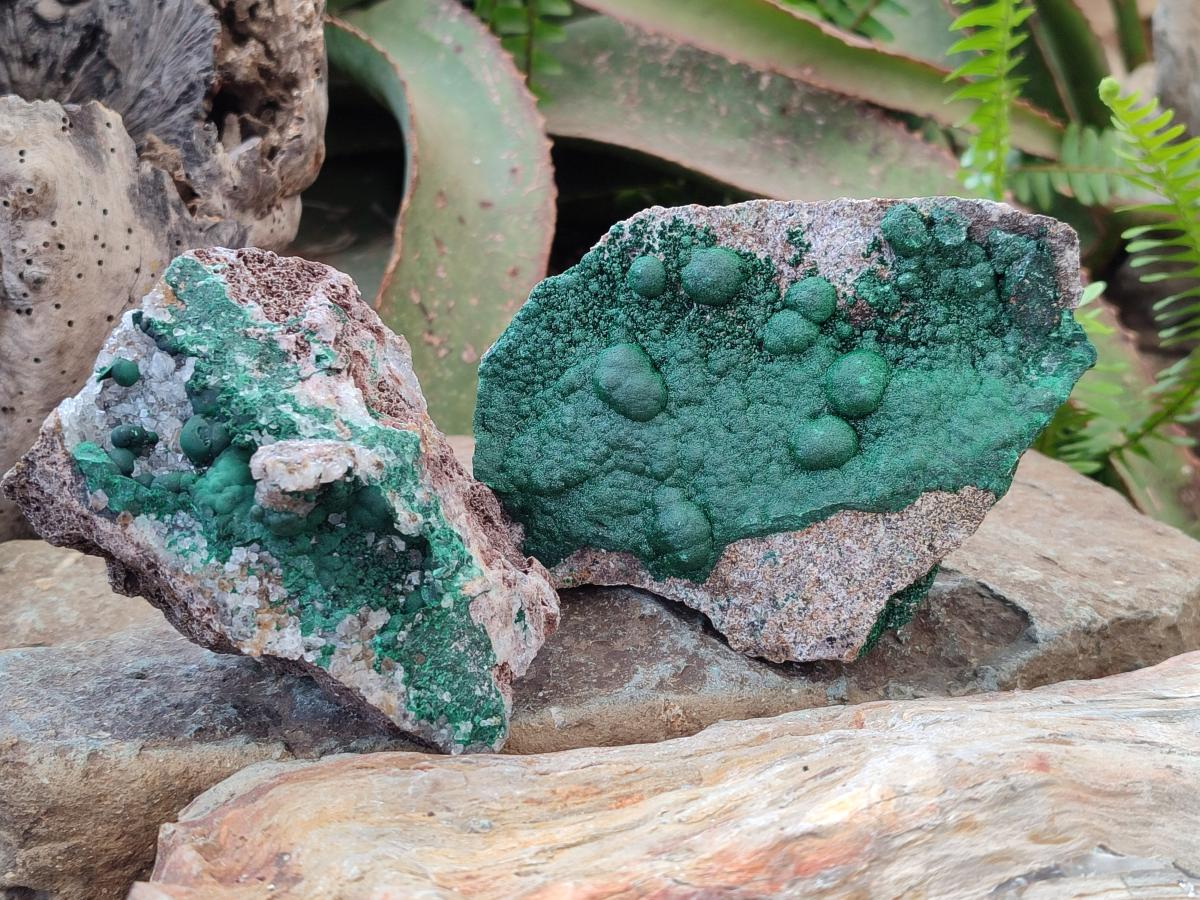 Natural Ball Malachite Specimens on Dolomite Matrix x 2 From Mindingi Mine, Kambove, Congo