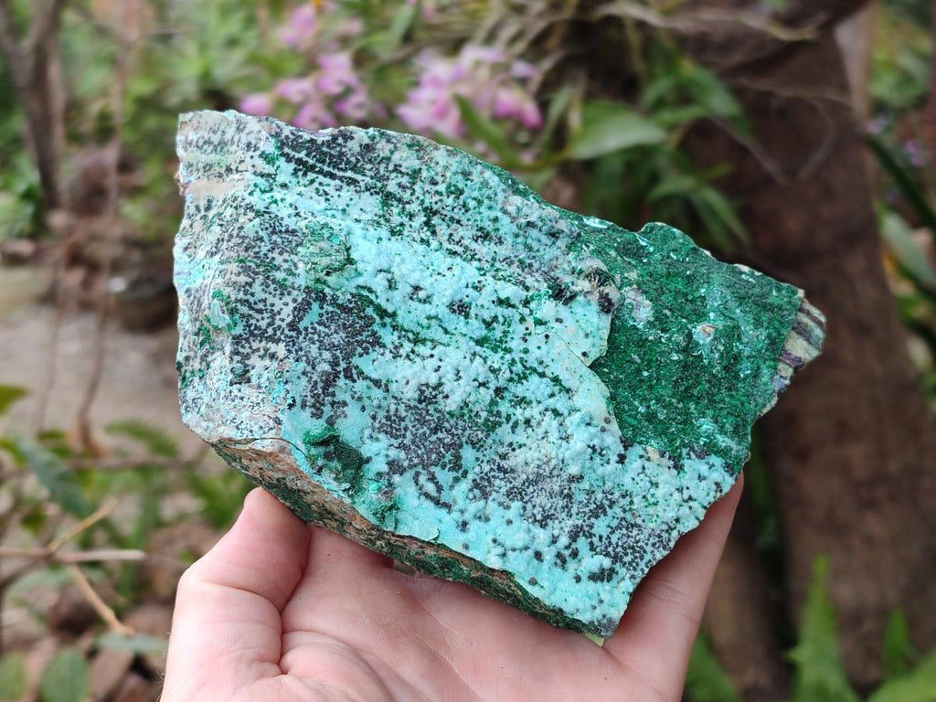 Natural Drusy Coated Chrysocolla Specimens with Malachite and Heterogenite x 2 From Lupoto Mine, Congo