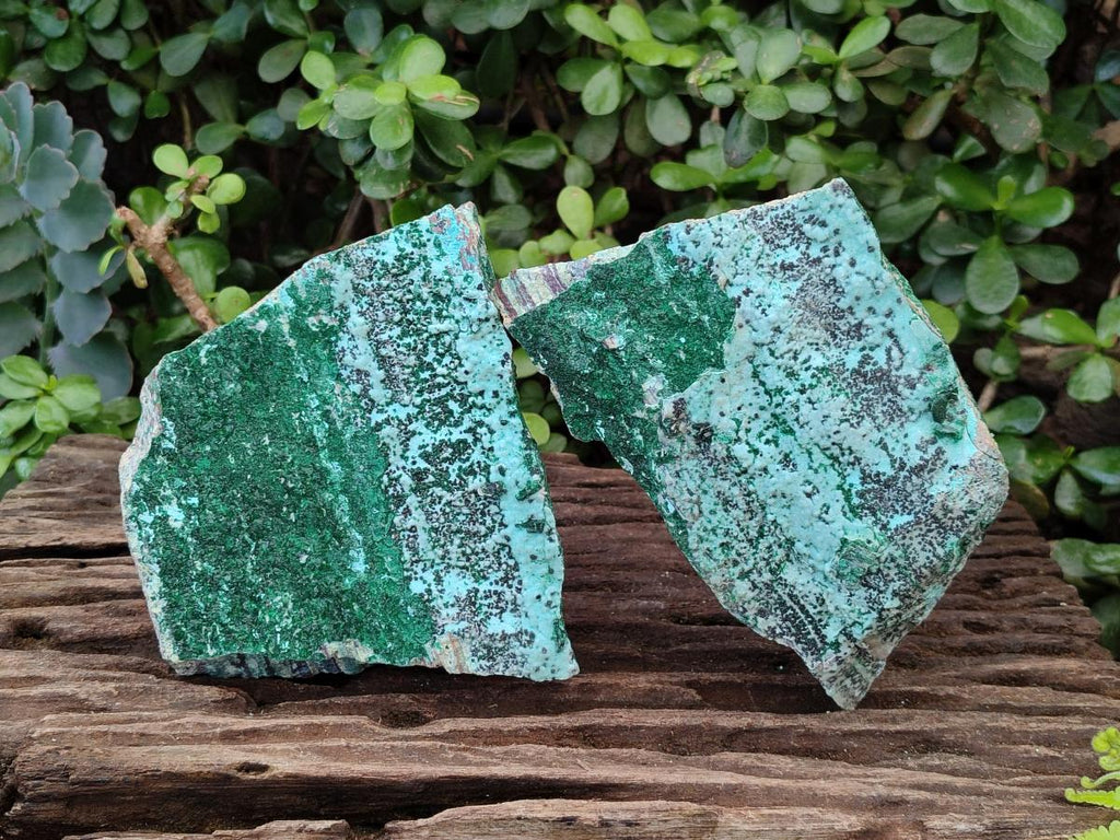 Natural Drusy Coated Chrysocolla Specimens with Malachite and Heterogenite x 2 From Lupoto Mine, Congo