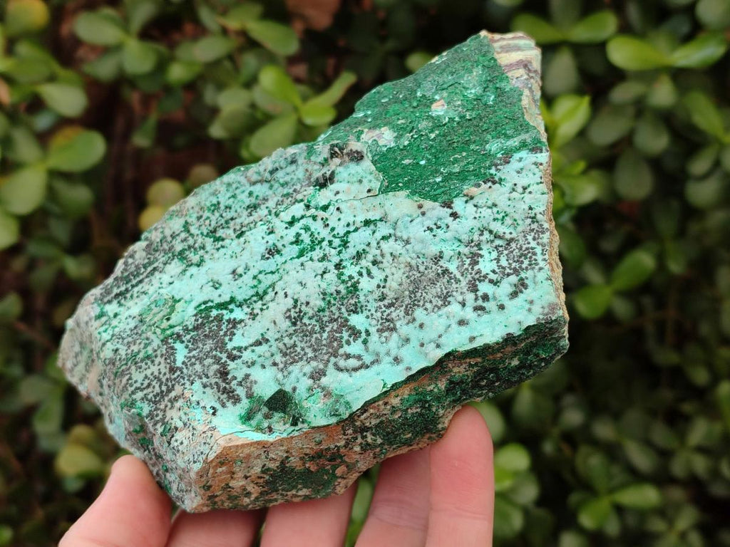 Natural Drusy Coated Chrysocolla Specimens with Malachite and Heterogenite x 2 From Lupoto Mine, Congo