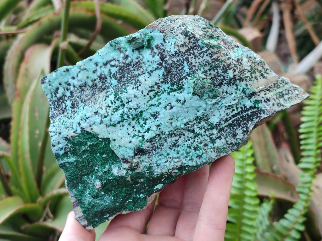 Natural Drusy Coated Chrysocolla Specimens with Malachite and Heterogenite x 2 From Lupoto Mine, Congo