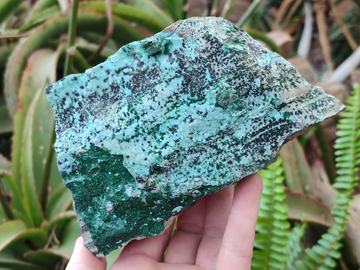 Natural Drusy Coated Chrysocolla Specimens with Malachite and Heterogenite x 2 From Lupoto Mine, Congo