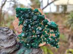 Natural Cabinet Size Dioptase Specimens on Dolomite Matrix x 3 From Likasi, Congo