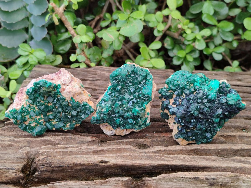 Natural Cabinet Size Dioptase Specimens on Dolomite Matrix x 3 From Likasi, Congo