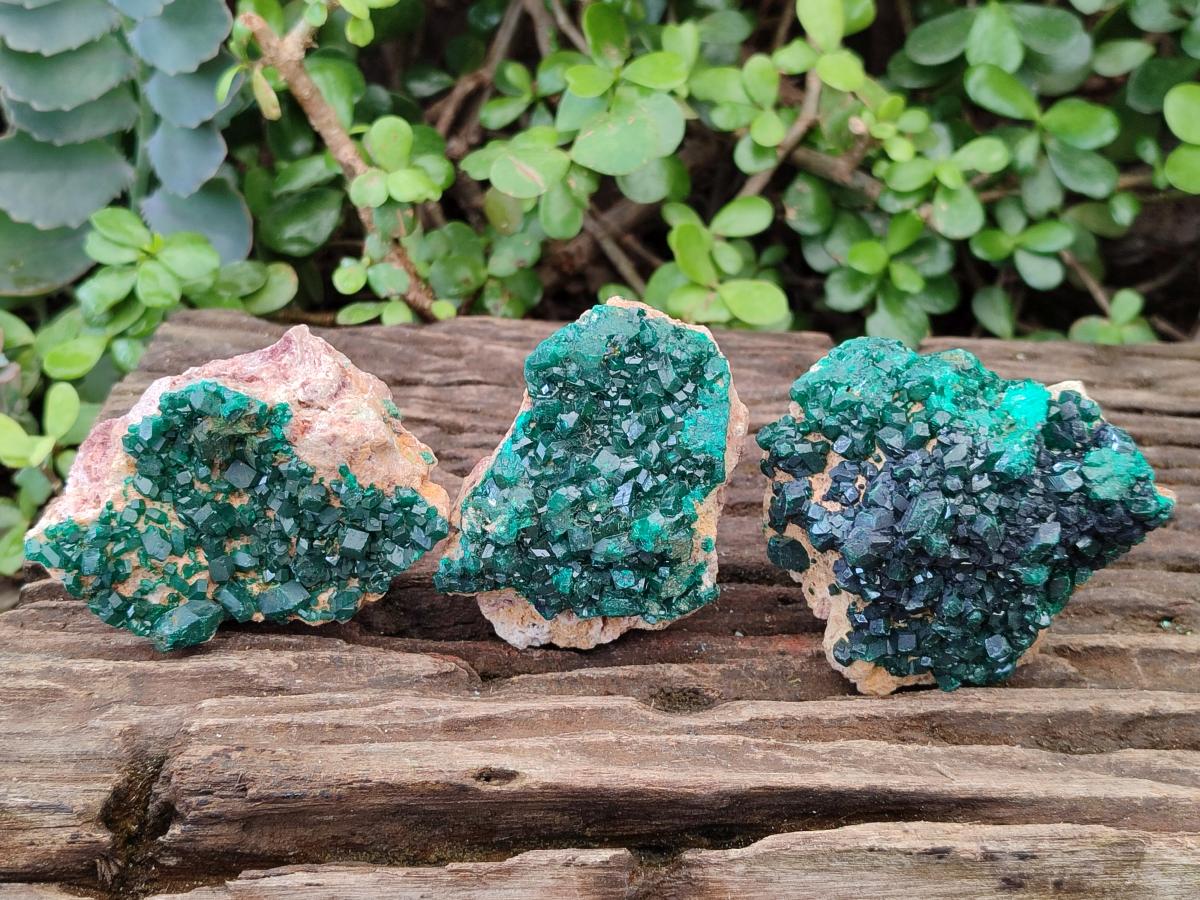 Natural Cabinet Size Dioptase Specimens on Dolomite Matrix x 3 From Likasi, Congo