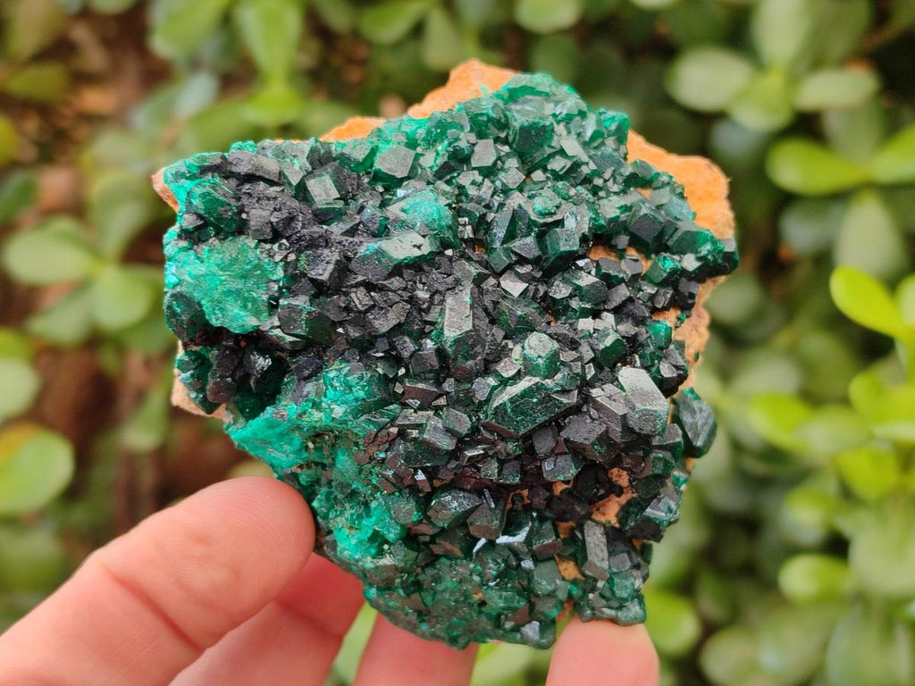 Natural Cabinet Size Dioptase Specimens on Dolomite Matrix x 3 From Likasi, Congo