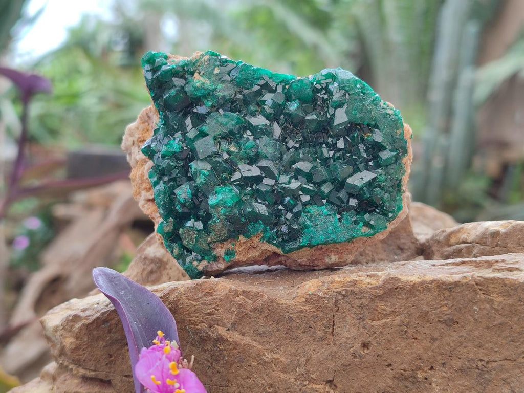 Natural Cabinet Size Dioptase Specimens on Dolomite Matrix x 3 From Likasi, Congo