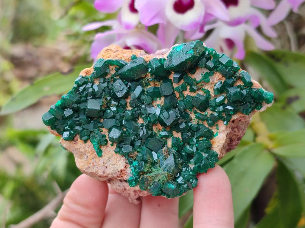 Natural Cabinet Size Dioptase Specimens on Dolomite Matrix x 3 From Likasi, Congo