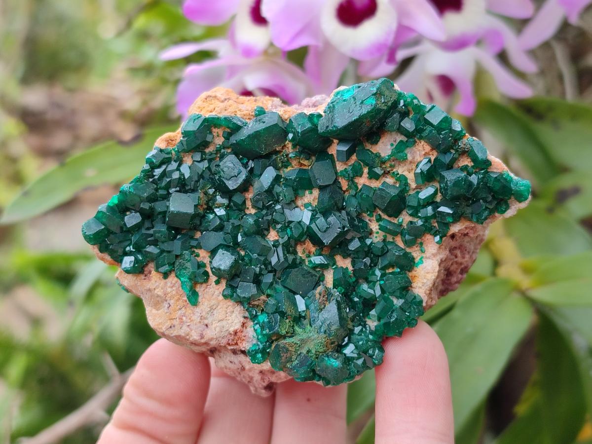 Natural Cabinet Size Dioptase Specimens on Dolomite Matrix x 3 From Likasi, Congo