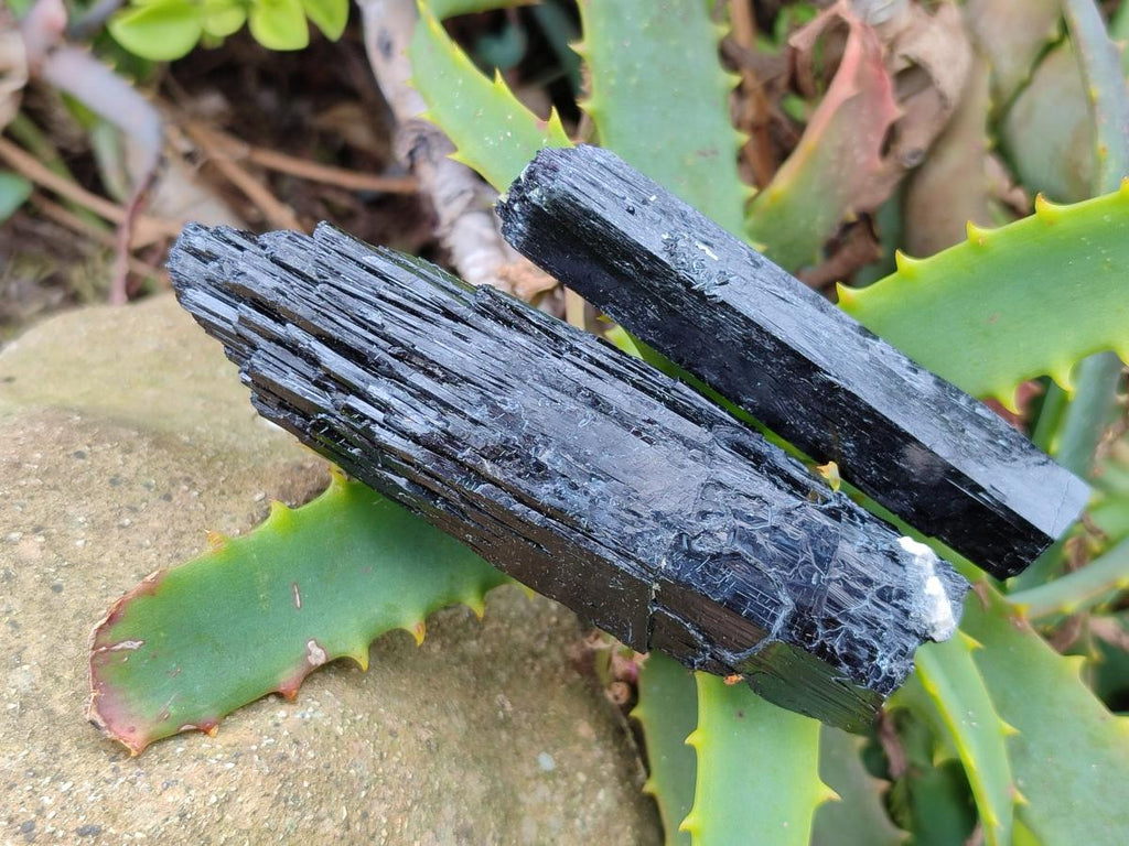 Natural Schorl Black Tourmaline Crystal Specimens x 12 From Erongo, Namibia