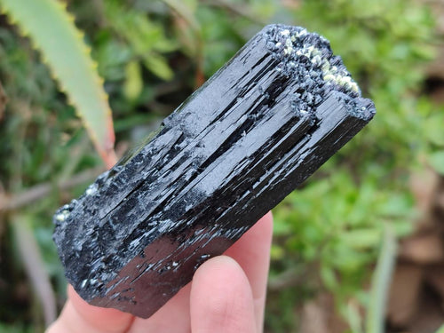 Natural Schorl Black Tourmaline Crystal Specimens x 12 From Erongo, Namibia