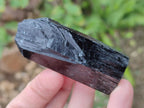Natural Schorl Black Tourmaline Crystal Specimens x 12 From Erongo, Namibia