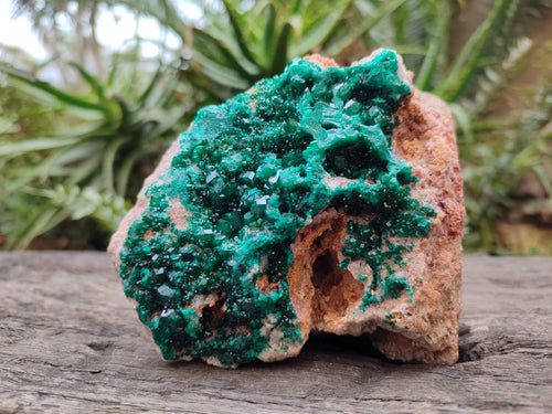 Natural Large Cabinet Size Dioptase on Dolomite Specimen x 1 From Mashamba East Mine, Congo