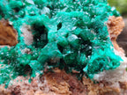 Natural Large Cabinet Size Dioptase on Dolomite Specimen x 1 From Mashamba East Mine, Congo
