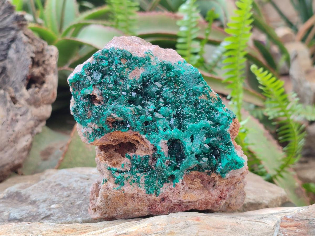 Natural Large Cabinet Size Dioptase on Dolomite Specimen x 1 From Mashamba East Mine, Congo