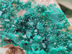 Natural Large Cabinet Size Dioptase on Dolomite Specimen x 1 From Mashamba East Mine, Congo