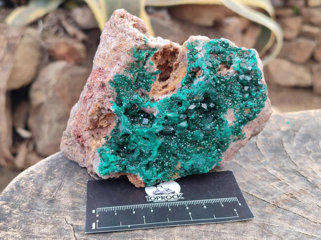 Natural Large Cabinet Size Dioptase on Dolomite Specimen x 1 From Mashamba East Mine, Congo