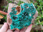 Natural Large Cabinet Size Dioptase on Dolomite Specimen x 1 From Mashamba East Mine, Congo