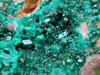 Natural Large Cabinet Size Dioptase on Dolomite Specimen x 1 From Mashamba East Mine, Congo