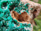 Natural Large Cabinet Size Dioptase on Dolomite Specimen x 1 From Mashamba East Mine, Congo