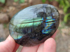 Polished Labradorite Palm Stones x 12 From Madagascar