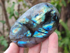 Polished Labradorite Palm Stones x 12 From Madagascar