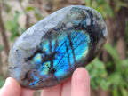 Polished Labradorite Palm Stones x 12 From Madagascar