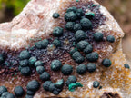 Natural Ball Malachite Specimens on Quartz and Dolomite Matrix x 2 From Mindingi Mine, Kambove, Congo