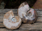 Polished Whole Red Opalized Cleoniceras Ammolite Ammonite Fossils x 3 From Tulear, Madagascar