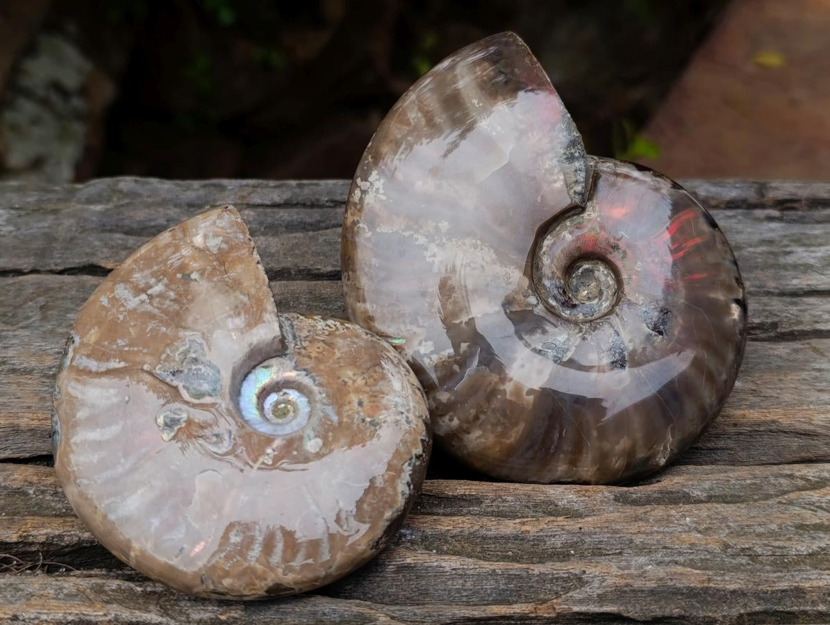 Polished Whole Red Opalized Cleoniceras Ammolite Ammonite Fossils x 3 From Tulear, Madagascar