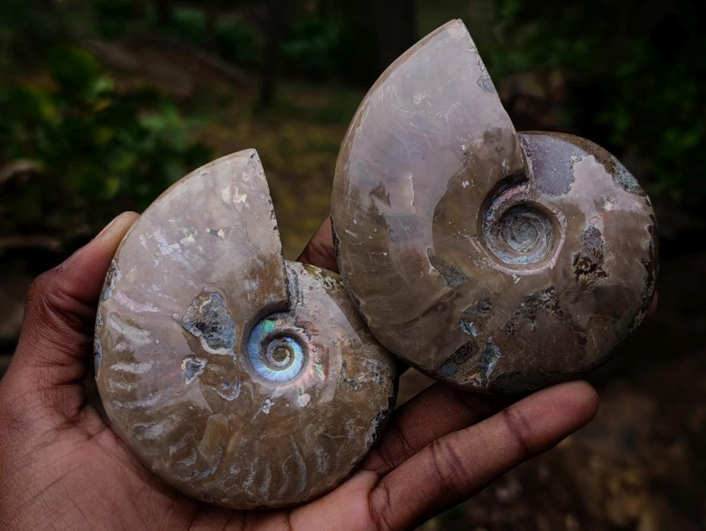 Polished Whole Red Opalized Cleoniceras Ammolite Ammonite Fossils x 3 From Tulear, Madagascar