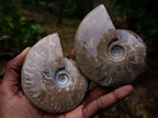 Polished Whole Red Opalized Cleoniceras Ammolite Ammonite Fossils x 3 From Tulear, Madagascar