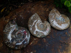 Polished Whole Red Opalized Cleoniceras Ammolite Ammonite Fossils x 3 From Tulear, Madagascar