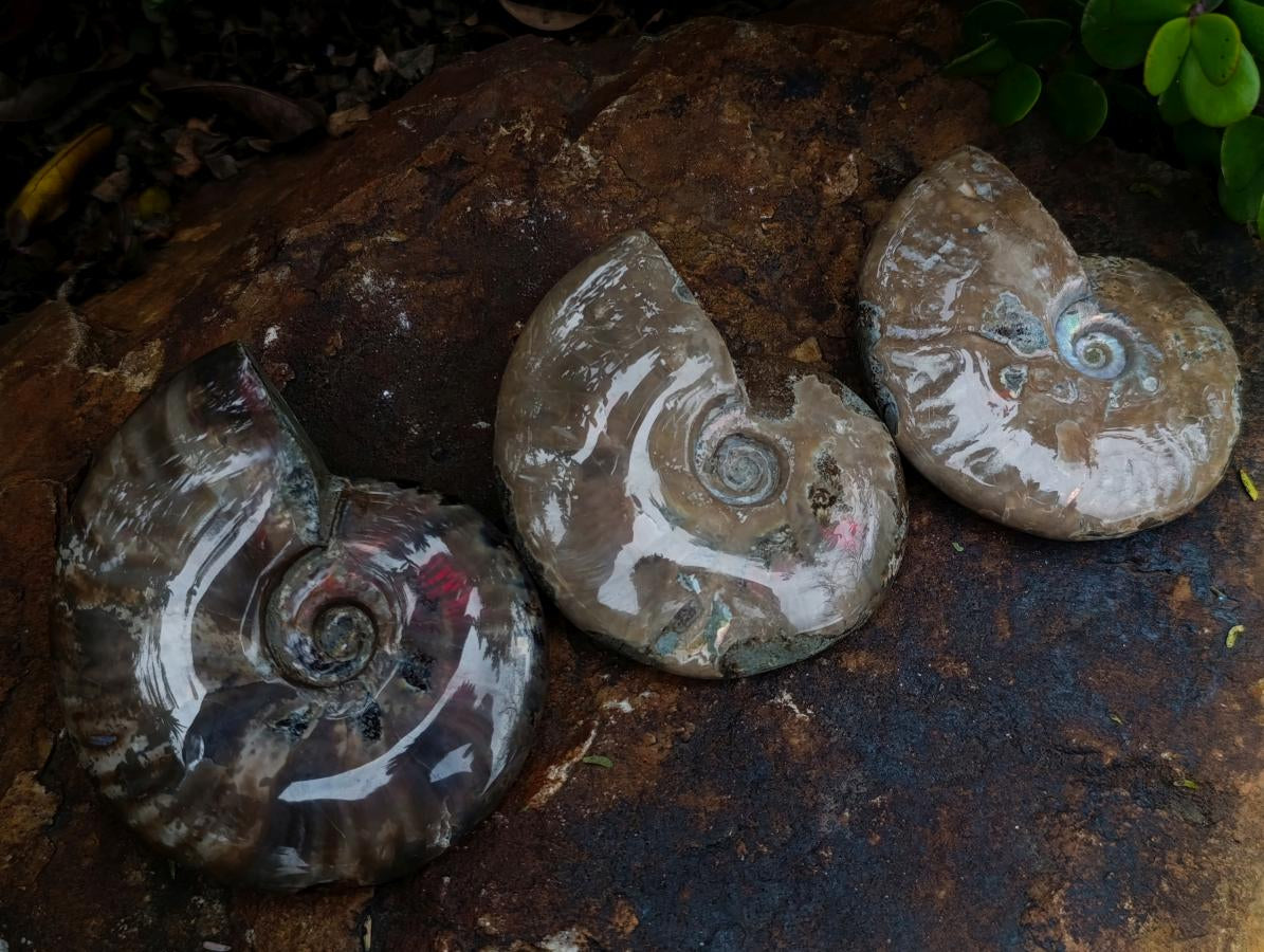 Polished Whole Red Opalized Cleoniceras Ammolite Ammonite Fossils x 3 From Tulear, Madagascar