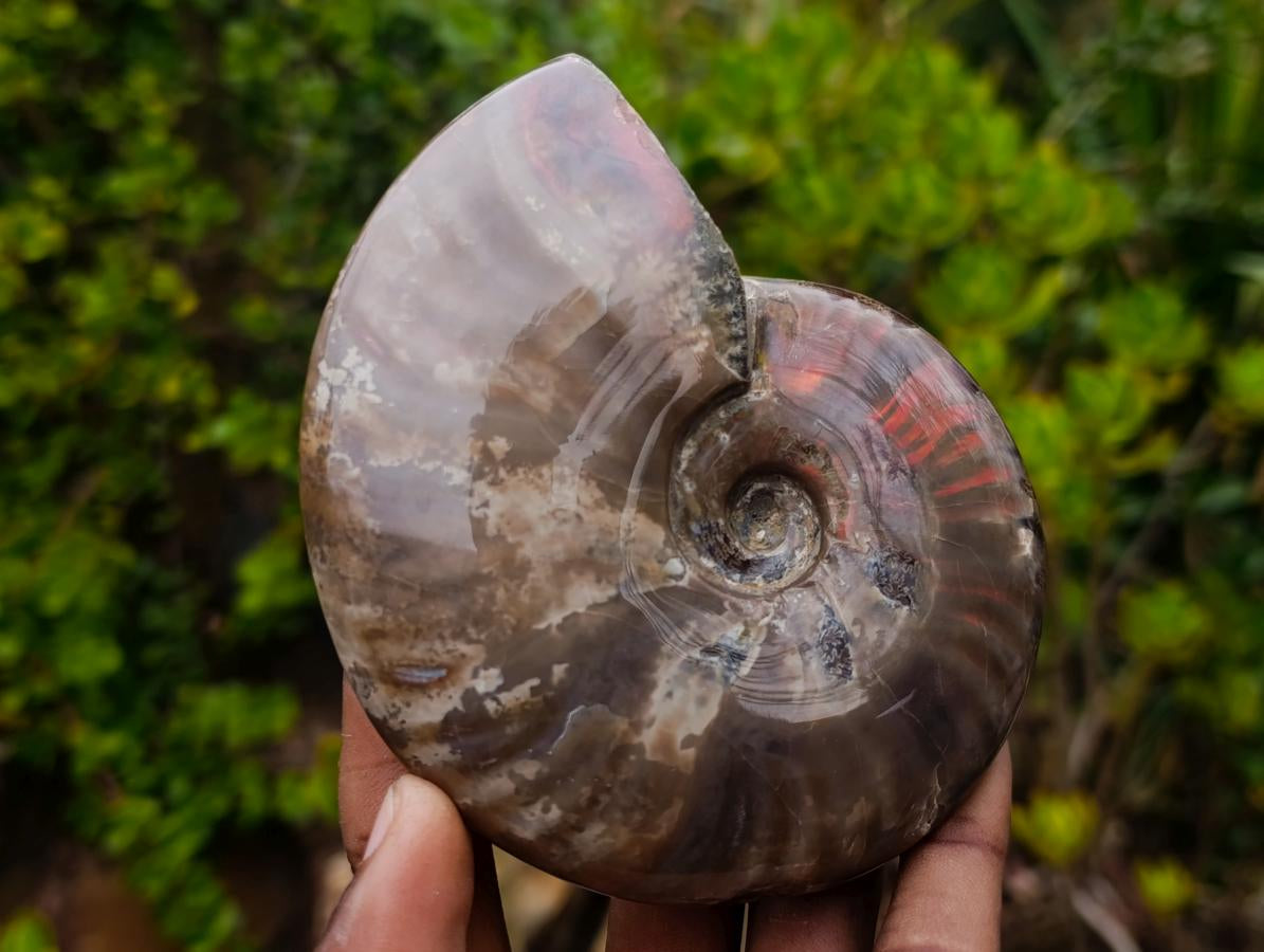 Polished Whole Red Opalized Cleoniceras Ammolite Ammonite Fossils x 3 From Tulear, Madagascar