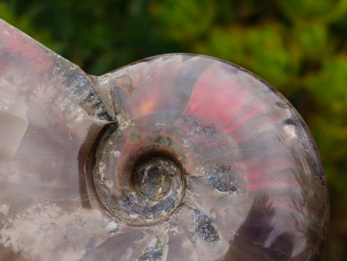 Polished Whole Red Opalized Cleoniceras Ammolite Ammonite Fossils x 3 From Tulear, Madagascar