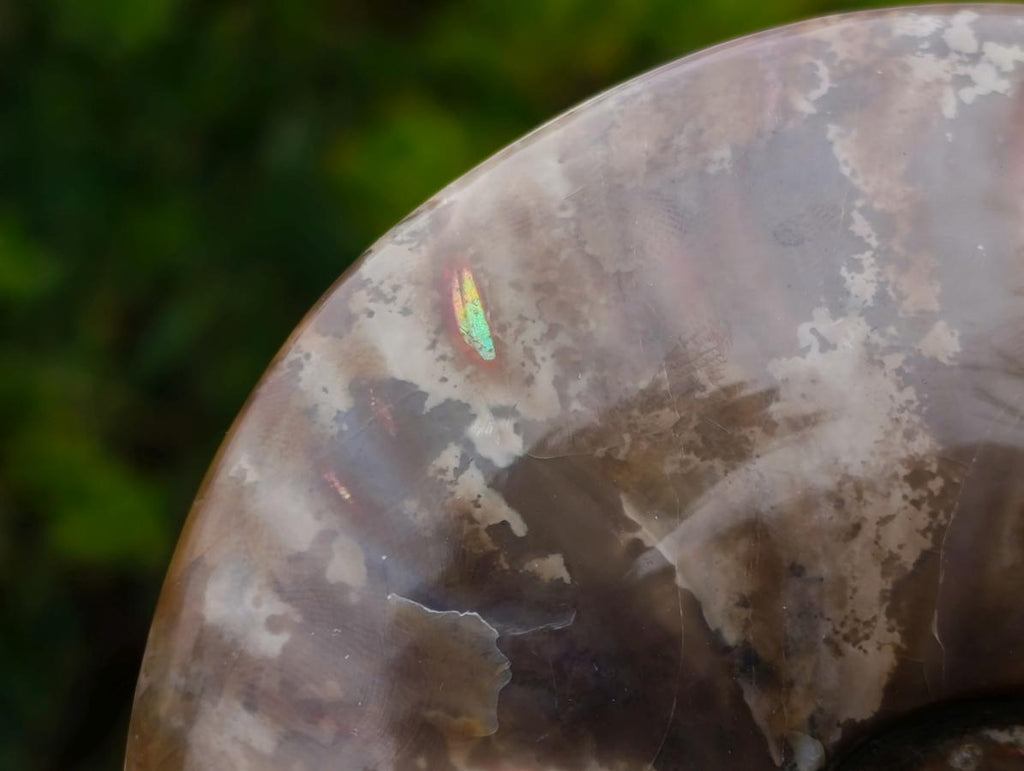 Polished Whole Red Opalized Cleoniceras Ammolite Ammonite Fossils x 3 From Tulear, Madagascar